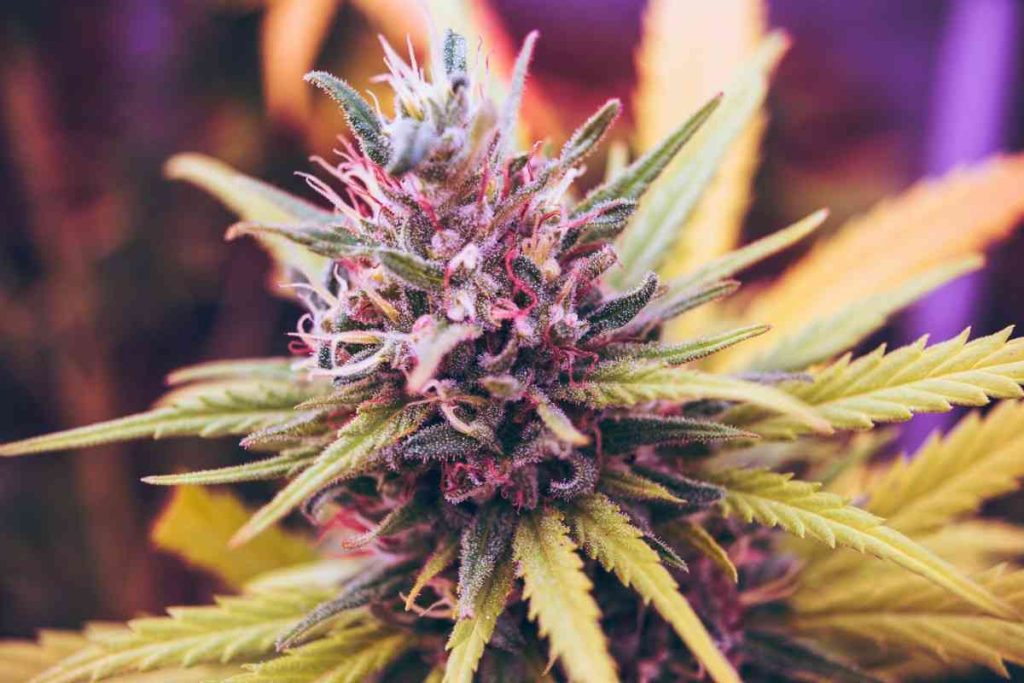 green and pink weed plant
