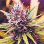 Navigating the Strain Jungle: A Weed Strains Guide for Beginners